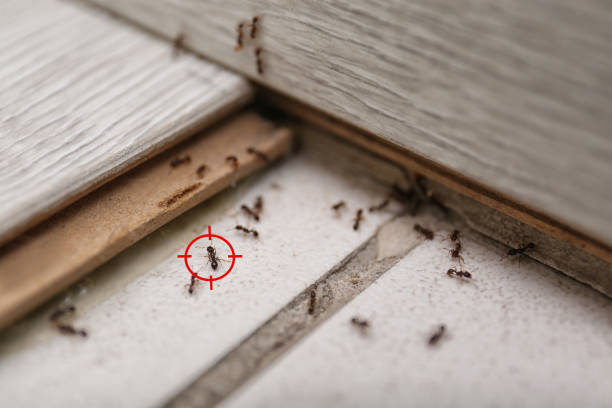 Best Exterminator Services  in Culver, OR