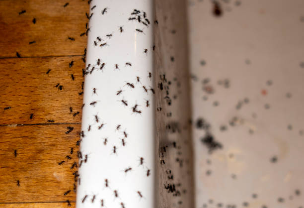 Best Wildlife Control Services  in Culver, OR